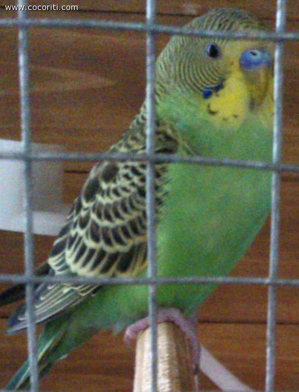 ....chupito....